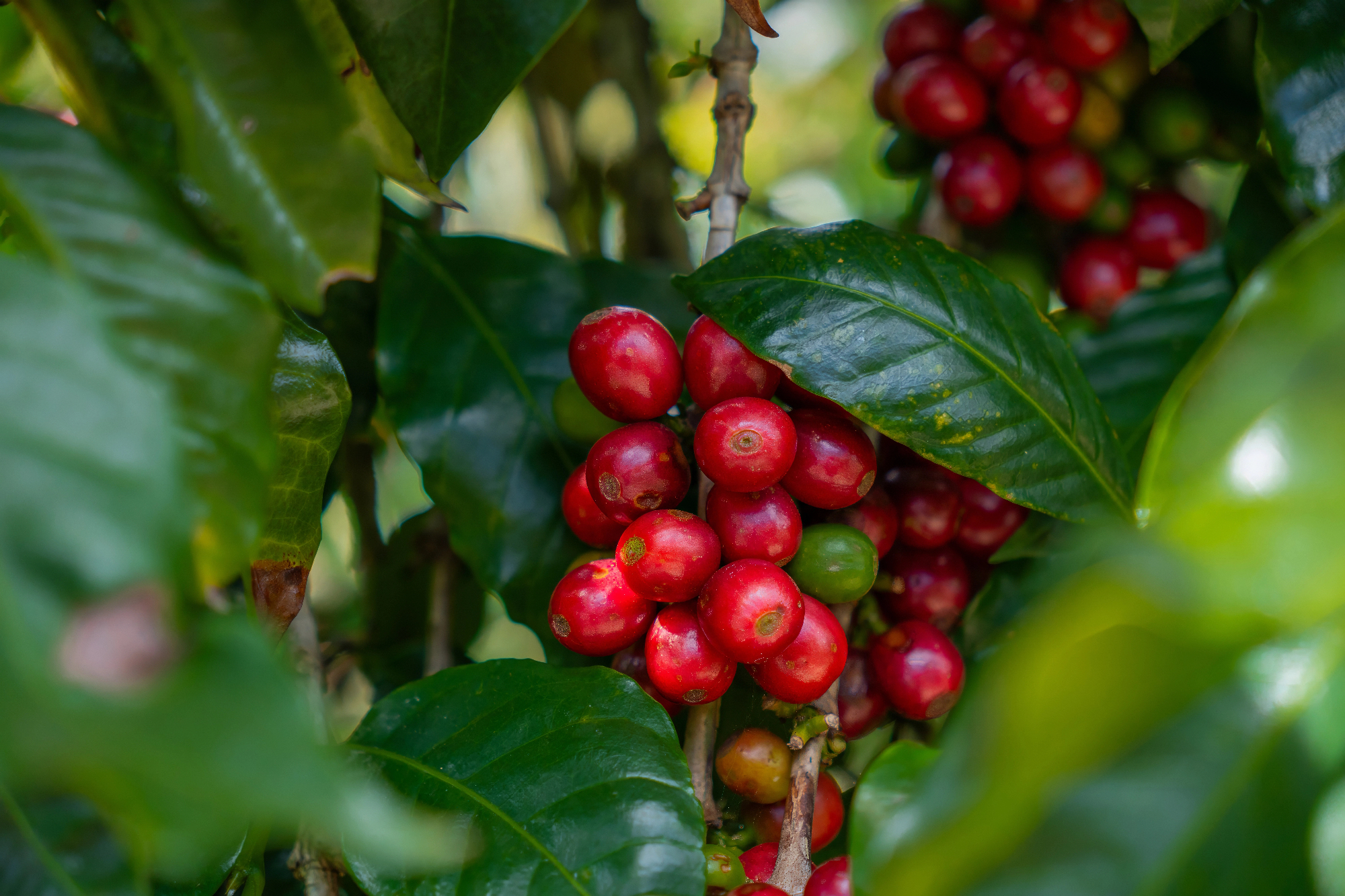 Kava je moja prečudovita jutranja rutina